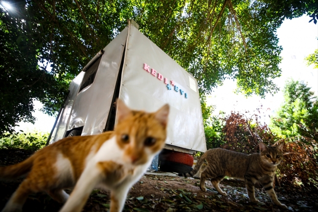 Sokak kedilerine karavandan yuva yaptılar